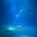 7436   Underwater marine ecosystem