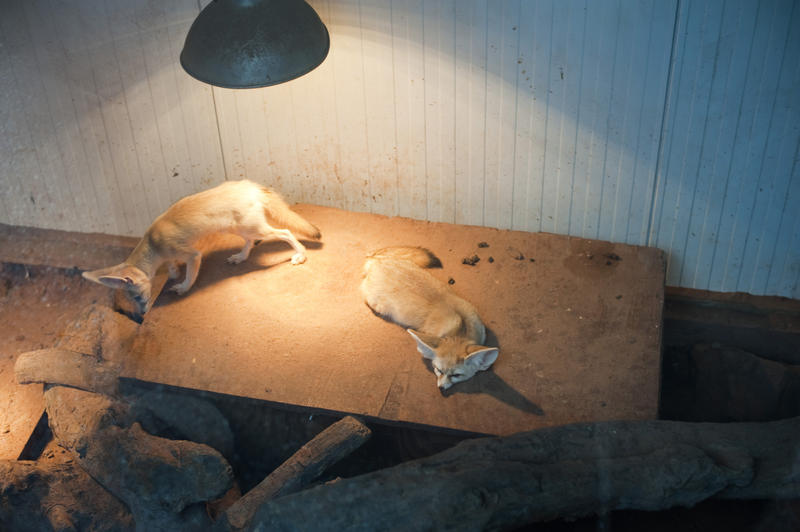 Vulpes zerda, a small nocturnal desert fennecus fox from north Africa, in captivity