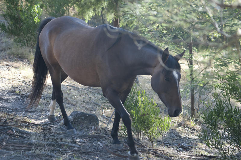 Brown horse walking past the camera in the countryside