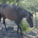 6390   Brown horse walking past