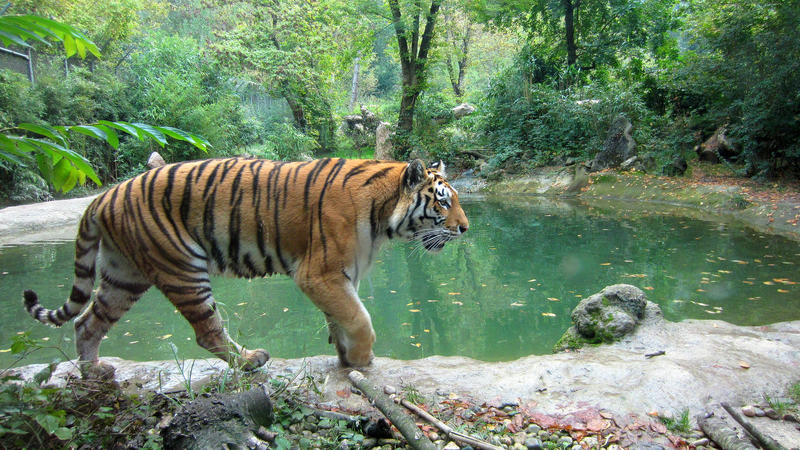 <p>Walking Tiger on a small Lake. For more free Pictures like that, have a look at my Homepage at <a rel="nofollow" href="http://www.cc-content.net">www.cc-content.net</a></p>