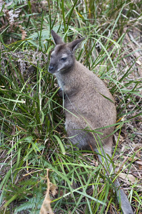Alert adult wallaby, a marsupial from Australia, standing and foraging in grass