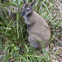 6414   Adult wallaby in grass