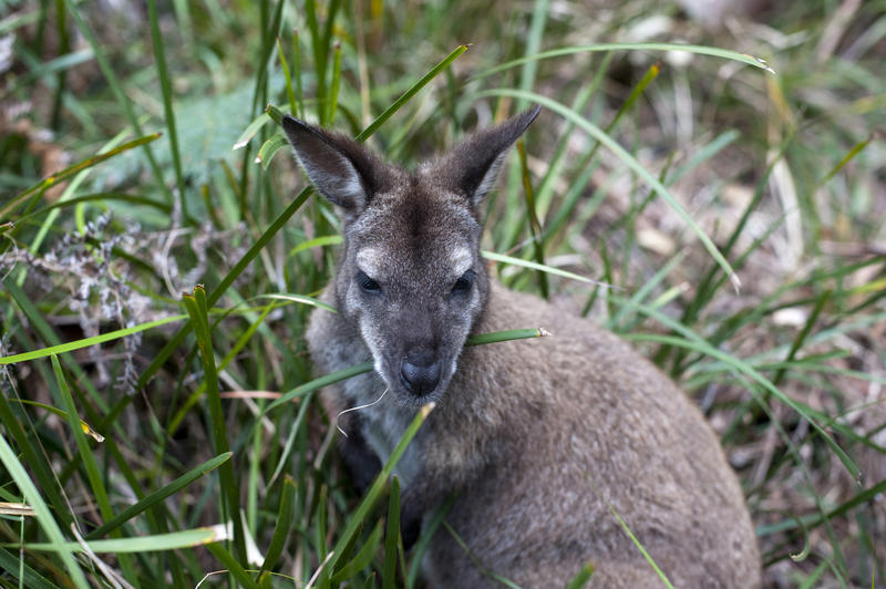 Adult wallaby, an Australian marsupial, standing in grass looking inquisitively at the camera