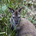 6279   Wallaby in grass