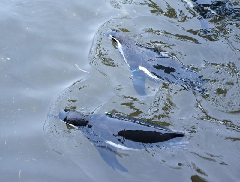 Overhead view of two humbolt penguins swimming in water in captivity