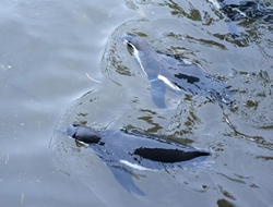 6280   Two humbolt penguins swimming