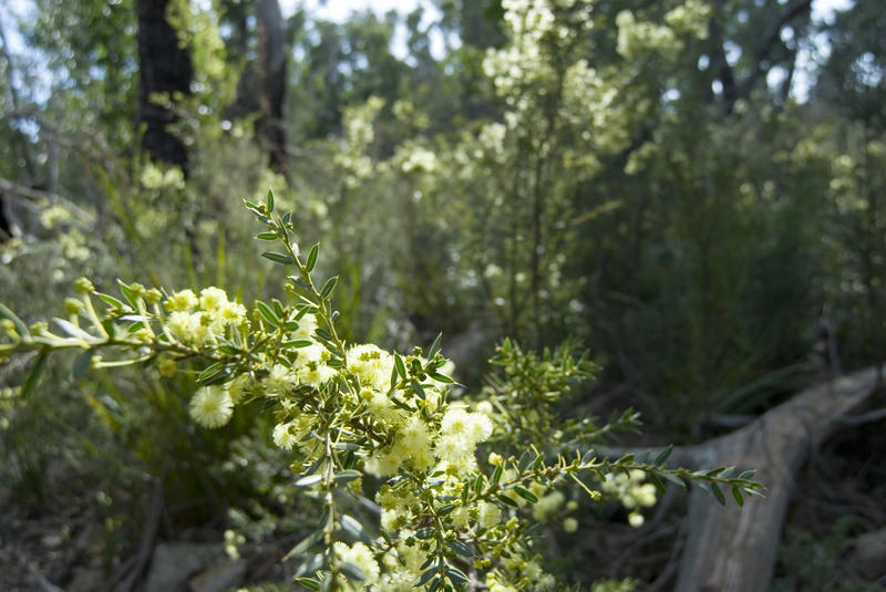 flowers on a wattle plant growing in tasmanian woodland