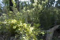 5858   wattle flowers