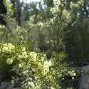 5858   wattle flowers