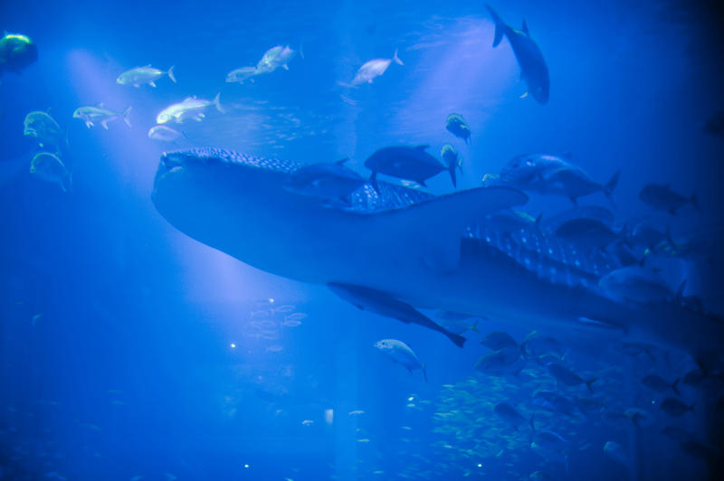 View from below of a large whale shark swimming in an aquarium filter-feeding with its mouth open followed by a shoal of fish