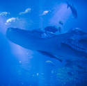 7427   Large whale shark in an aquarium