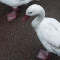 6367   White domestic goose