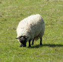 6391   Woolly sheep grazing in pasture