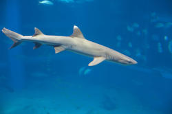 7405   White tip reef shark