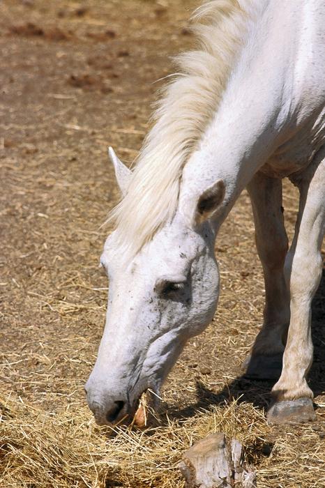 <p>White 'wild' horse, Camarque 1986 (originally slide) </p>