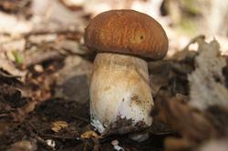 6422   wild mushroom