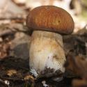 6422   wild mushroom