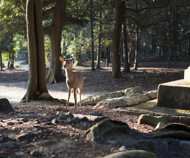 a lone dear stood in the woods at Nara, Japan