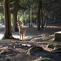 6145   deer in the woods