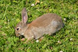 5935   wild rabbit up close koog aan de zaan 2009