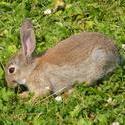 5935   wild rabbit up close koog aan de zaan 2009