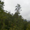 5909   tasmanian woodland
