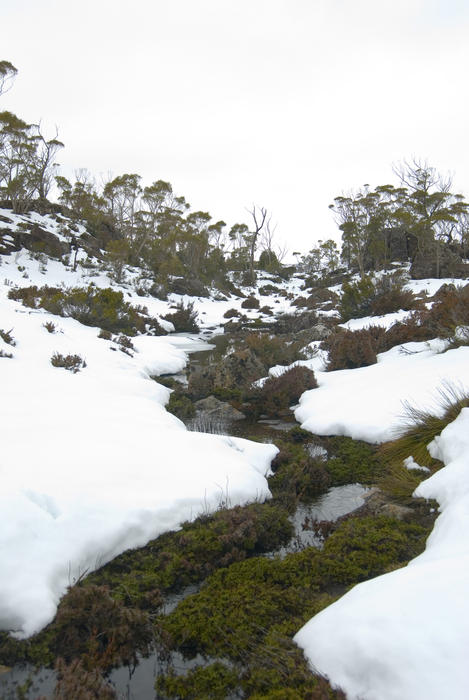 a stream running through a snowy winter landscape in walls of jerusalem national park, tasmania