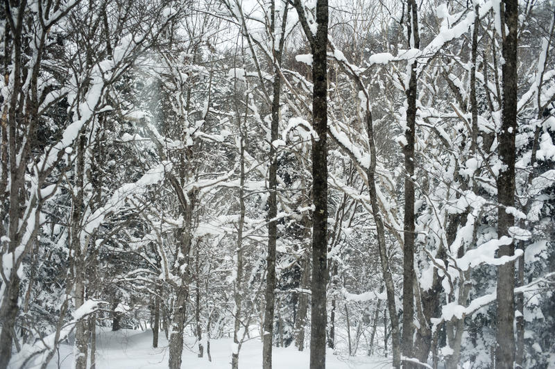 background image of snow fallen on trees in a woodland