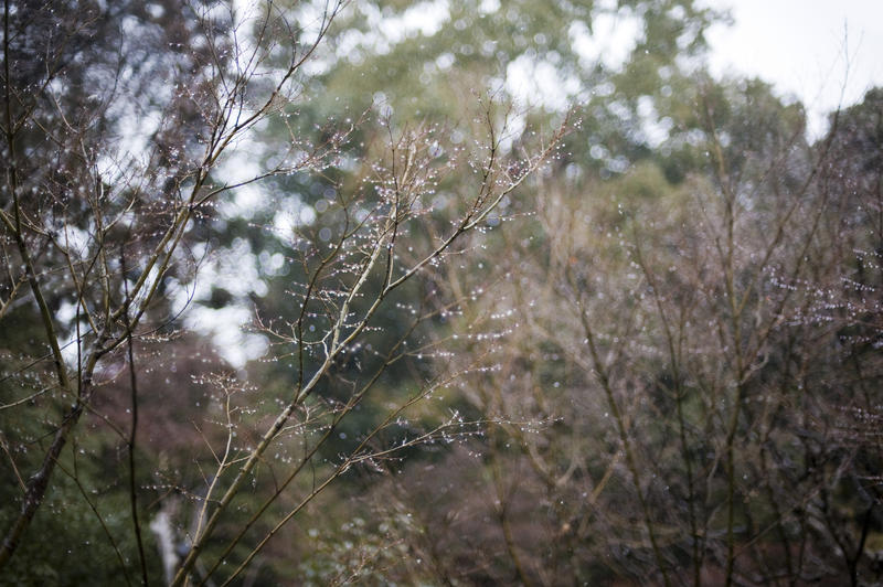 water drops sparkling in the light on branches of winter trees