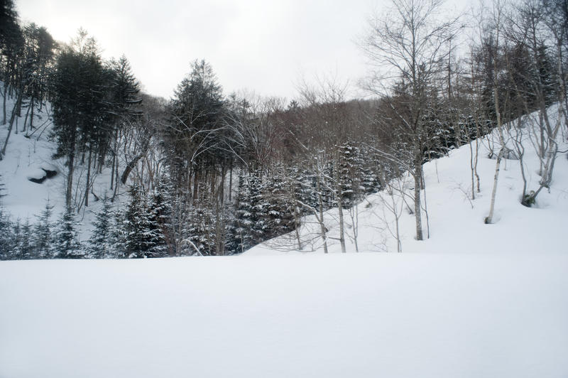 trees in a snow covered winter landscape