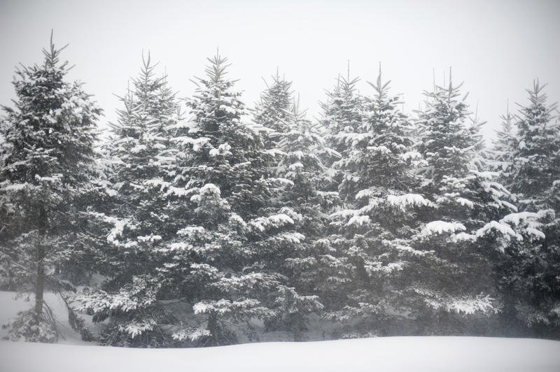 row of pine trees covered in falling snow