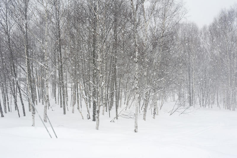 fresh snow falling onto leafless trees in a wintery woodland