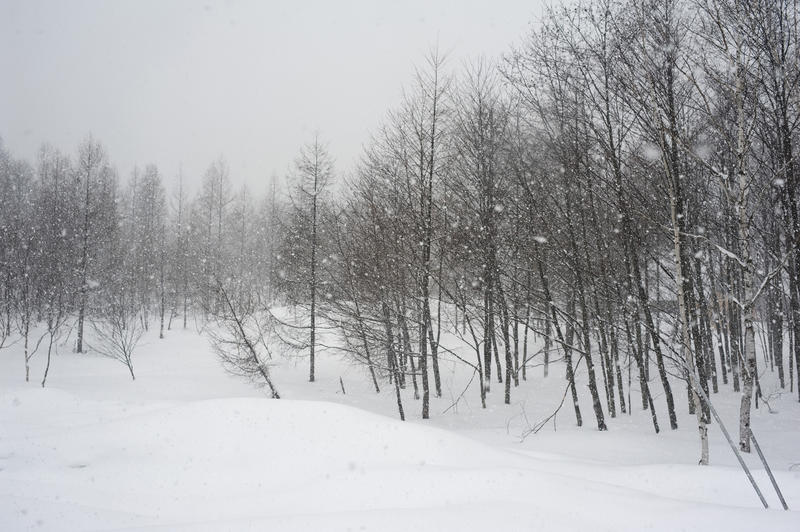 snow falling on a woodland of leafless winter trees