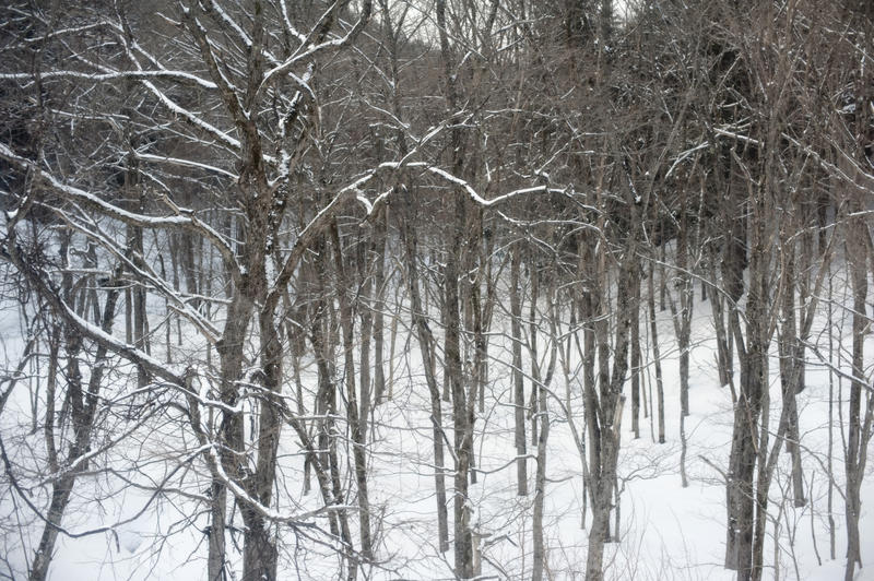 winter in a woodland with fresh fallen snow coating branches on deciduous trees