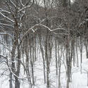 5988   woodland snow scene