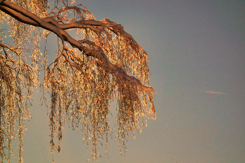 Wintery tree branches lit from behind