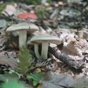 6417   woodland mushrooms