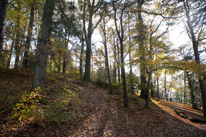 An autumn woodland sceen, forest floor covered in fallen leaves