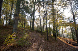 5177   Autumn Woodland Scene