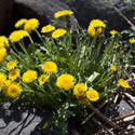 7232   yellow flowers 0