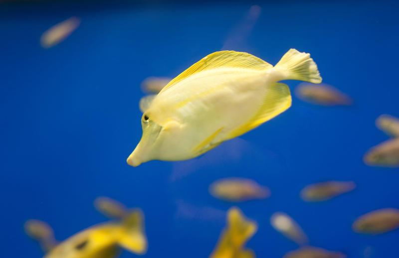 Yellow Tang with its disticntive snout like nose for eating algae swimming underwater in an aquarium - they are one of the most popular saltwater fishes for aquarists