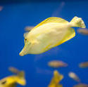 7406   Yellow Tang swimming underwater