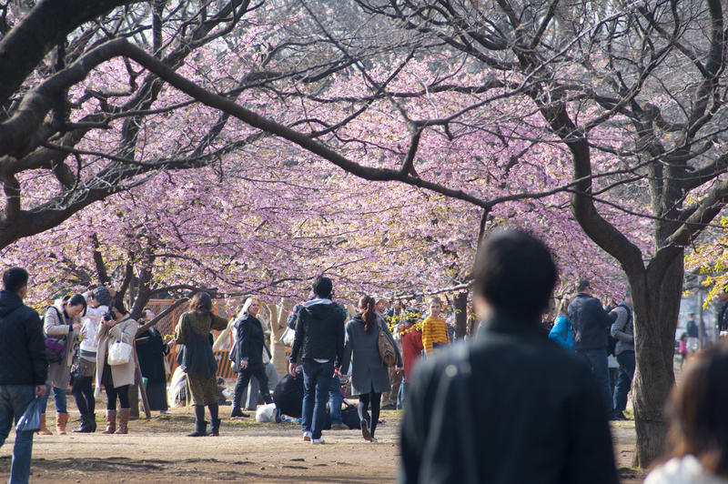 Yoyogi Park blossom viewing, tokyo, japan - not model released