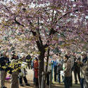 6148   yoyogi park blossom