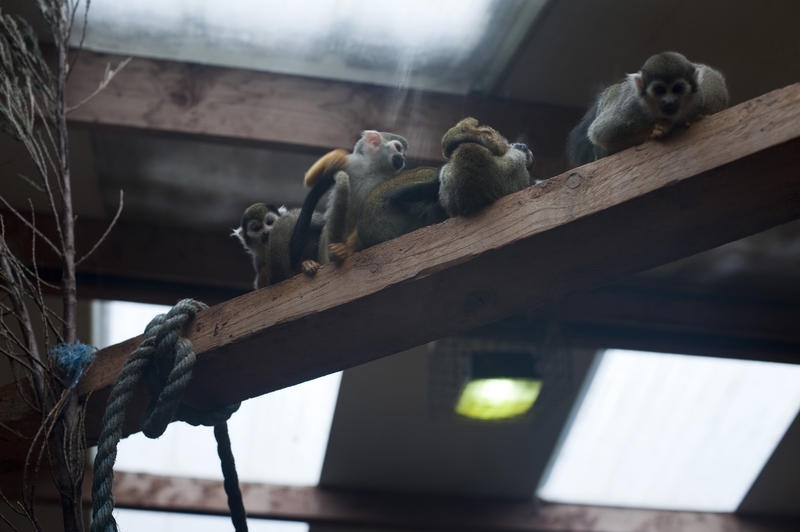 Group of monkeys on a perch in captivity in an undercover enclosure at a zoo