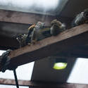 6282   Group of monkeys on a perch