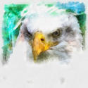 8980   abstract bald eagle