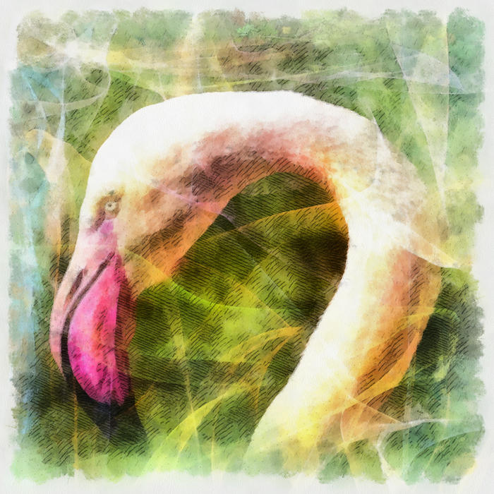 <p>Pink Flamingo</p>
