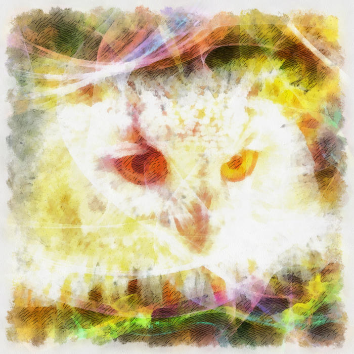 <p>Owl Illustration</p>